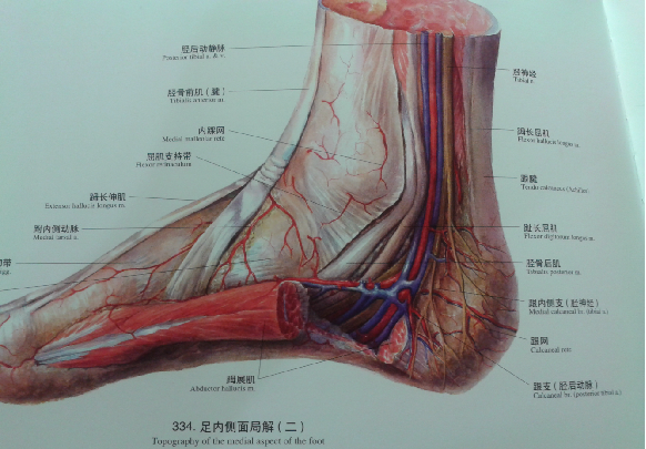 踝关节解剖高清图解,全面了解踝关节结构!