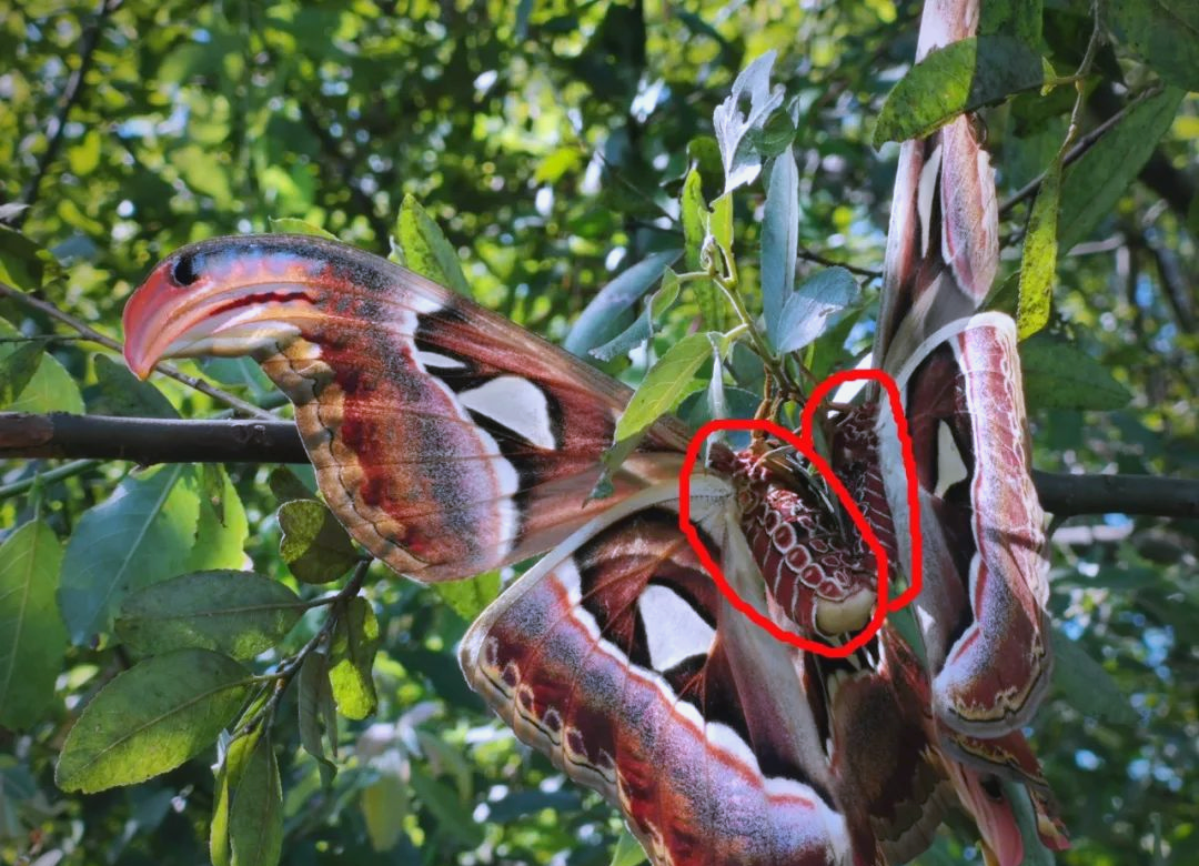 他看到河中央的树上,两只"大蝴蝶"正在交尾,翅膀展开如同蛇头,令人