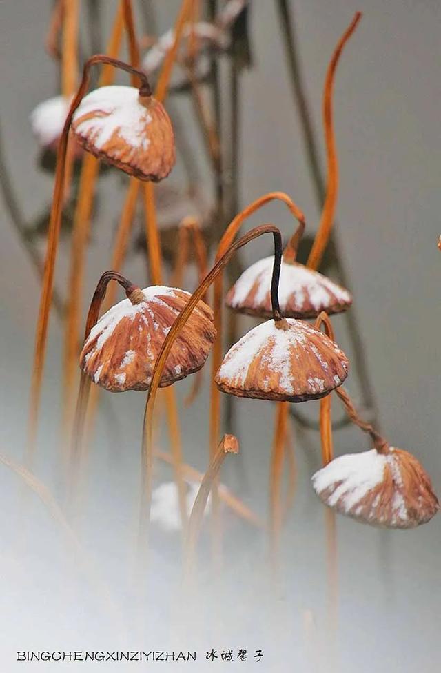 哈尔滨今天下了第一场雪,看看雪中残荷