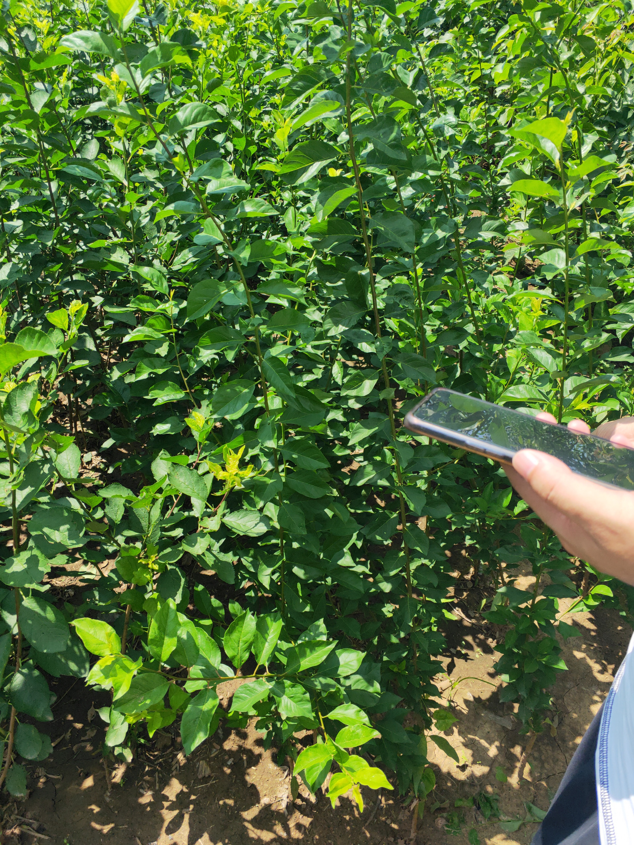 "西梅之王"——艾琳娜西梅树苗品种简介