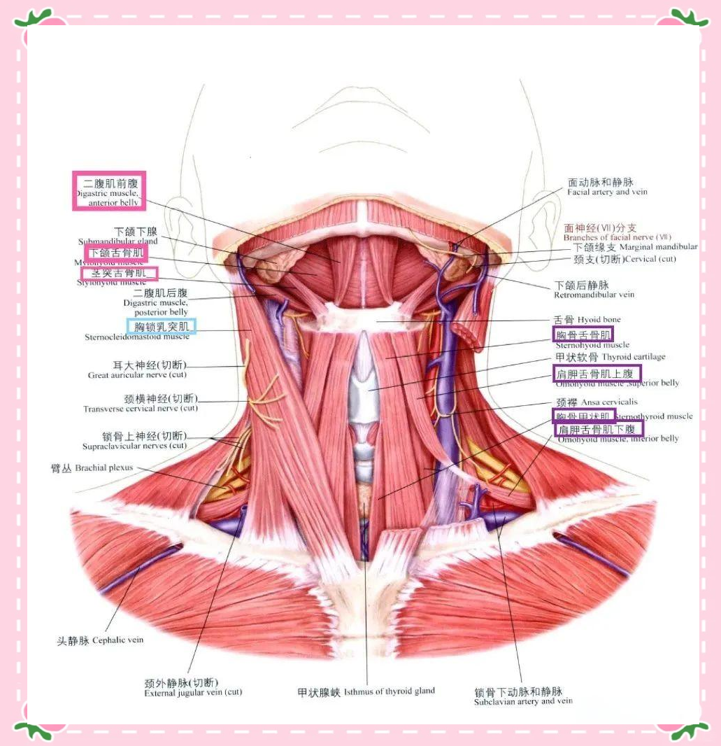 颈部肌肉的解剖与功能详解