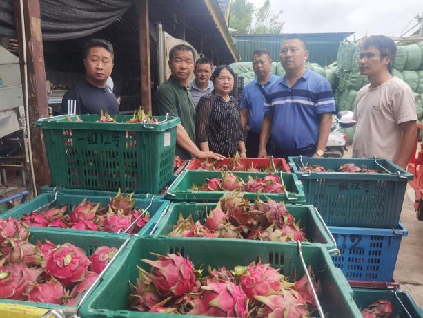 州农业农村局绿质科科长张新荣到勐满镇开展特色农产品产业发展情况