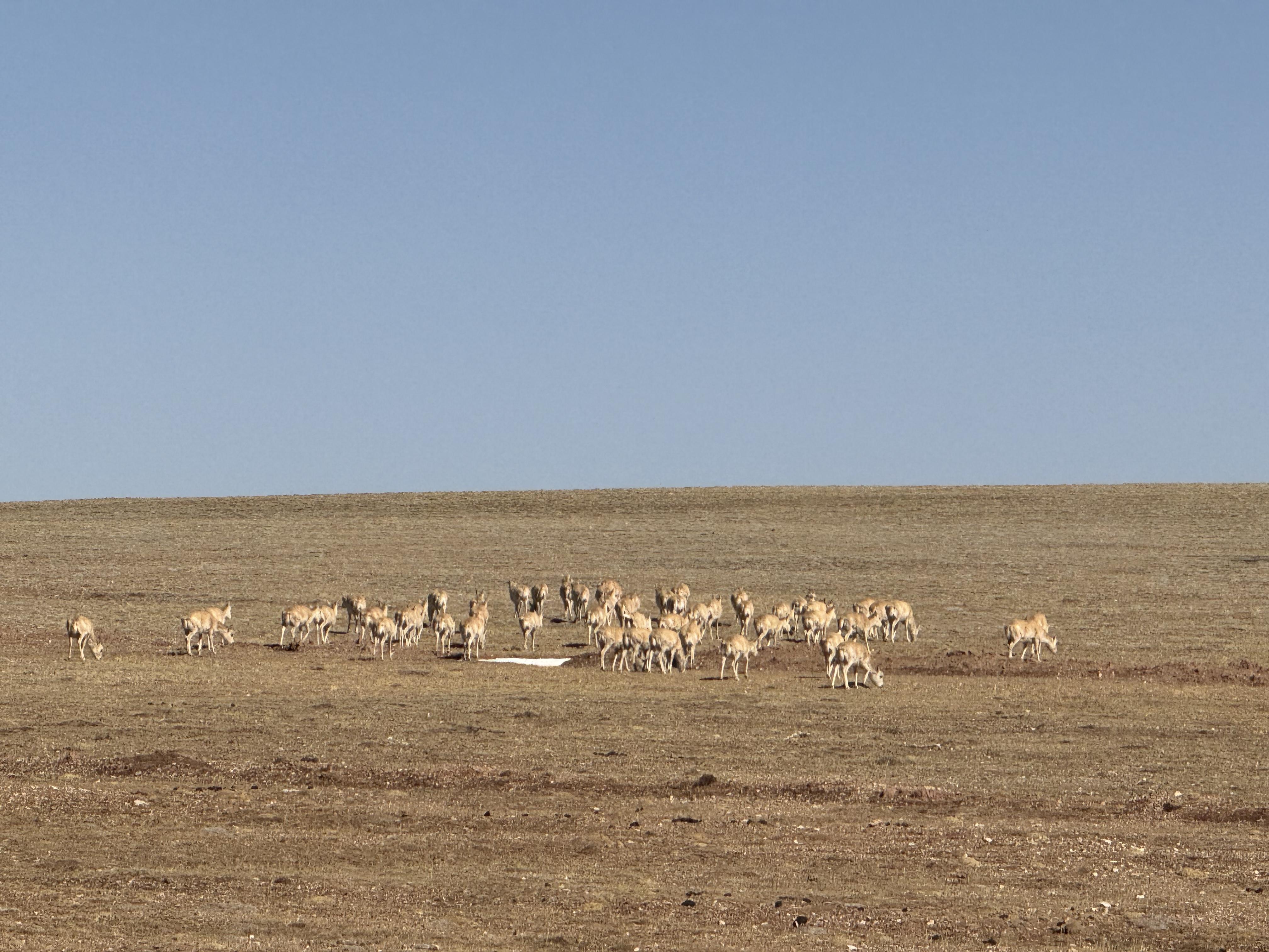 藏羚羊开启一年一度大迁徙