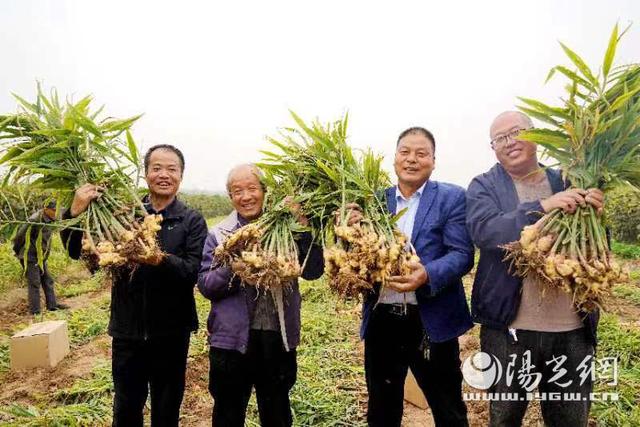 扶風縣絳帳鎮遠將村:生薑種出致富路