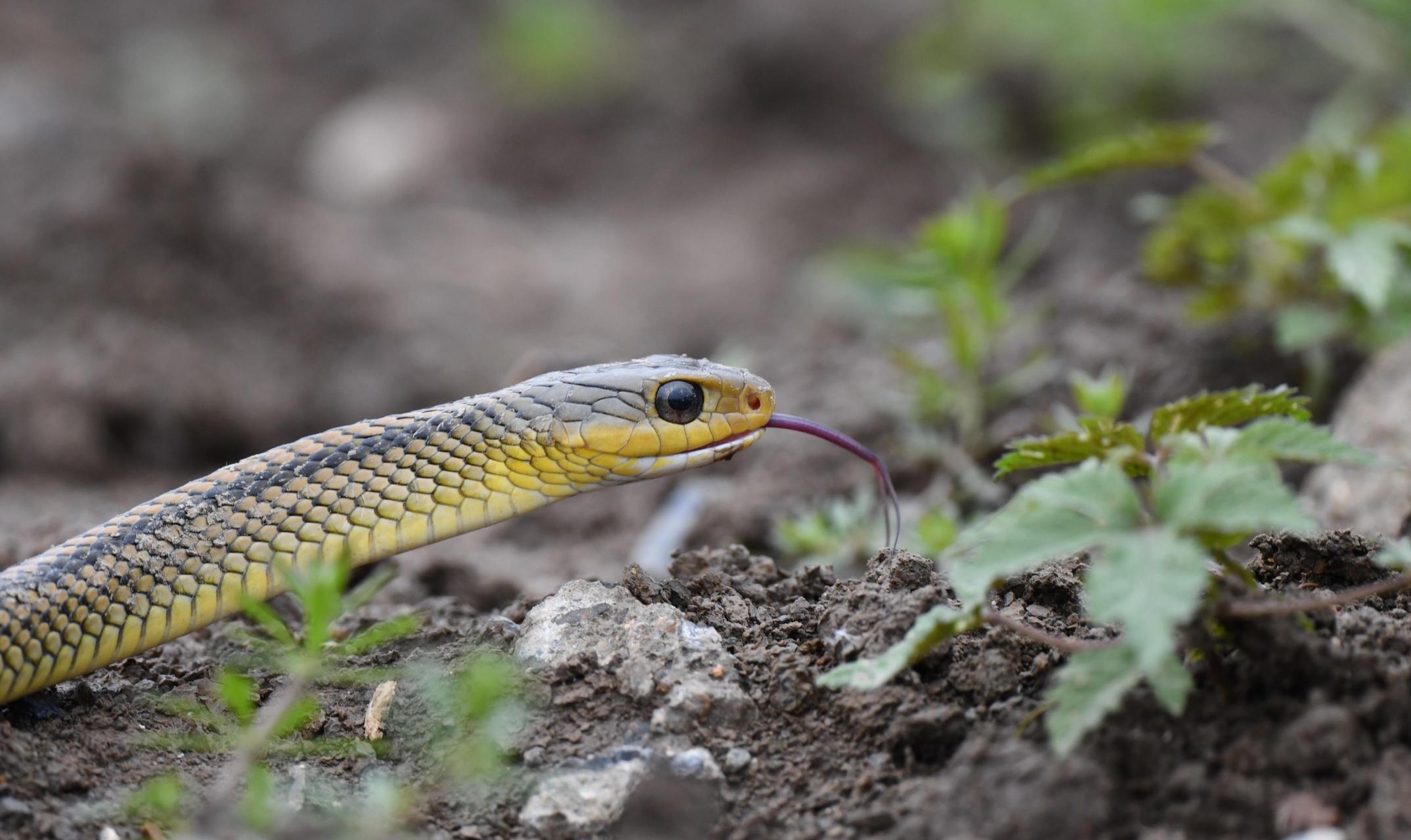 乌梢蛇体色背部绿褐色,棕褐色或黑褐色,背脊有两条纵贯全身的黑线
