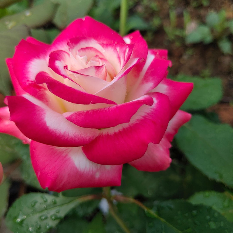 月季花欣赏—摩纳哥公爵,花朵仙气满满,月月都开花,阳台也能养