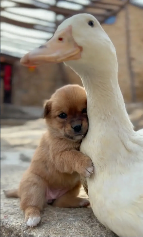 小狗抱着鸭子取暖 网友:可怜的小狗把鹅当妈妈!