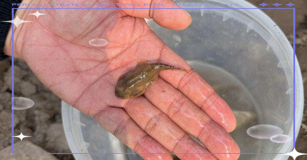 千元鱼?市民抓错鱼,石爬子与纹胸鮡的区别