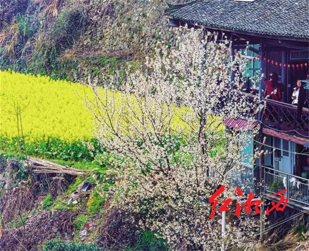 你好春天春来湘西拈朵微笑的花