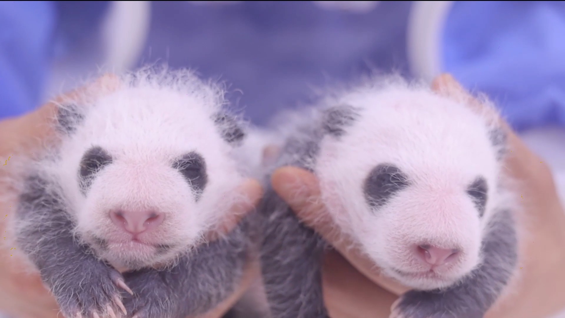 熊猫幼崽壁纸图片