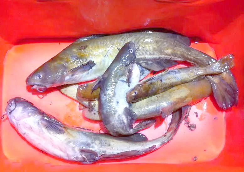 贵州角角鱼钓法与美味烹饪指南