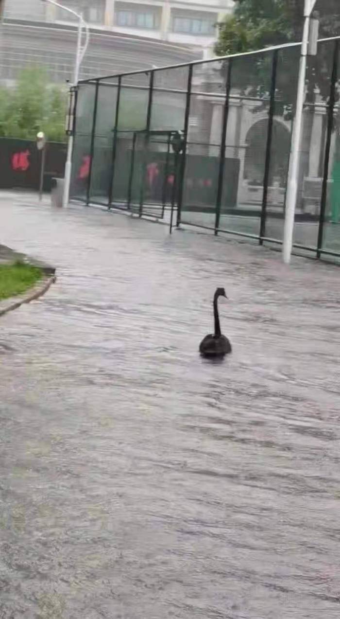 郑州大学暴雨图片