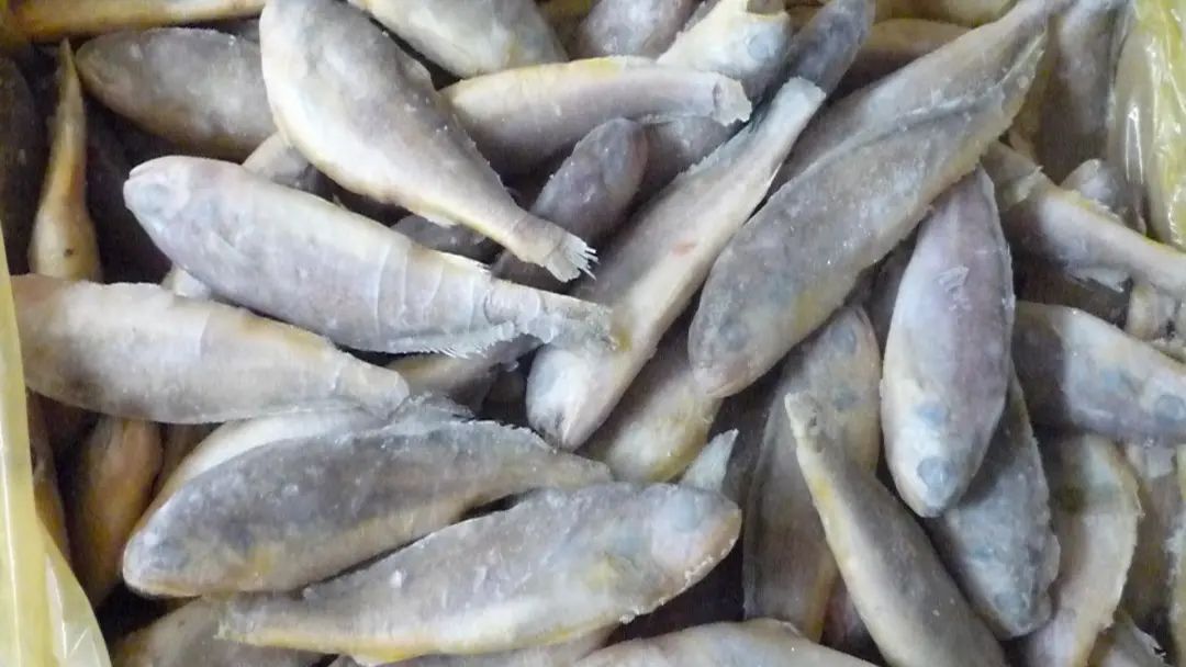 渤海野生小黄鱼,刺少肉嫩,新鲜肥美,冬季应季海味