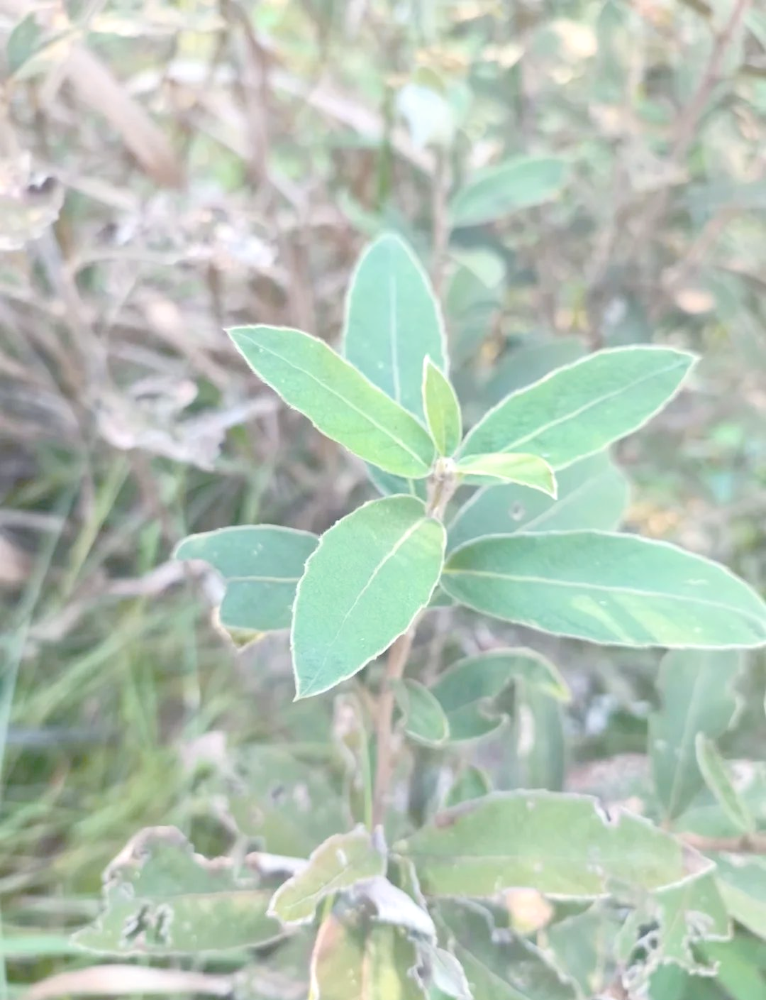 羊耳菊:一种在当地广泛使用的消炎消肿草药