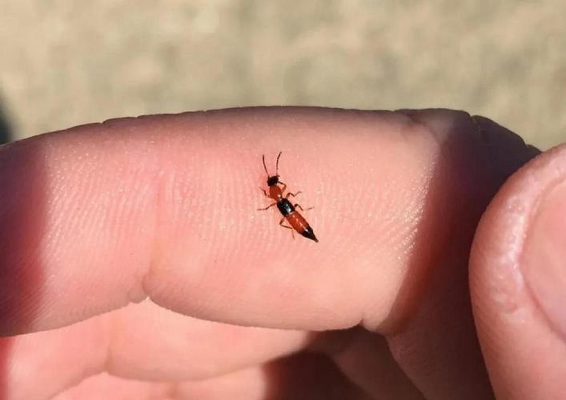 这种小飞虫千万不要拍打!  夏天是草地里隐翅虫大规模出现的季节.