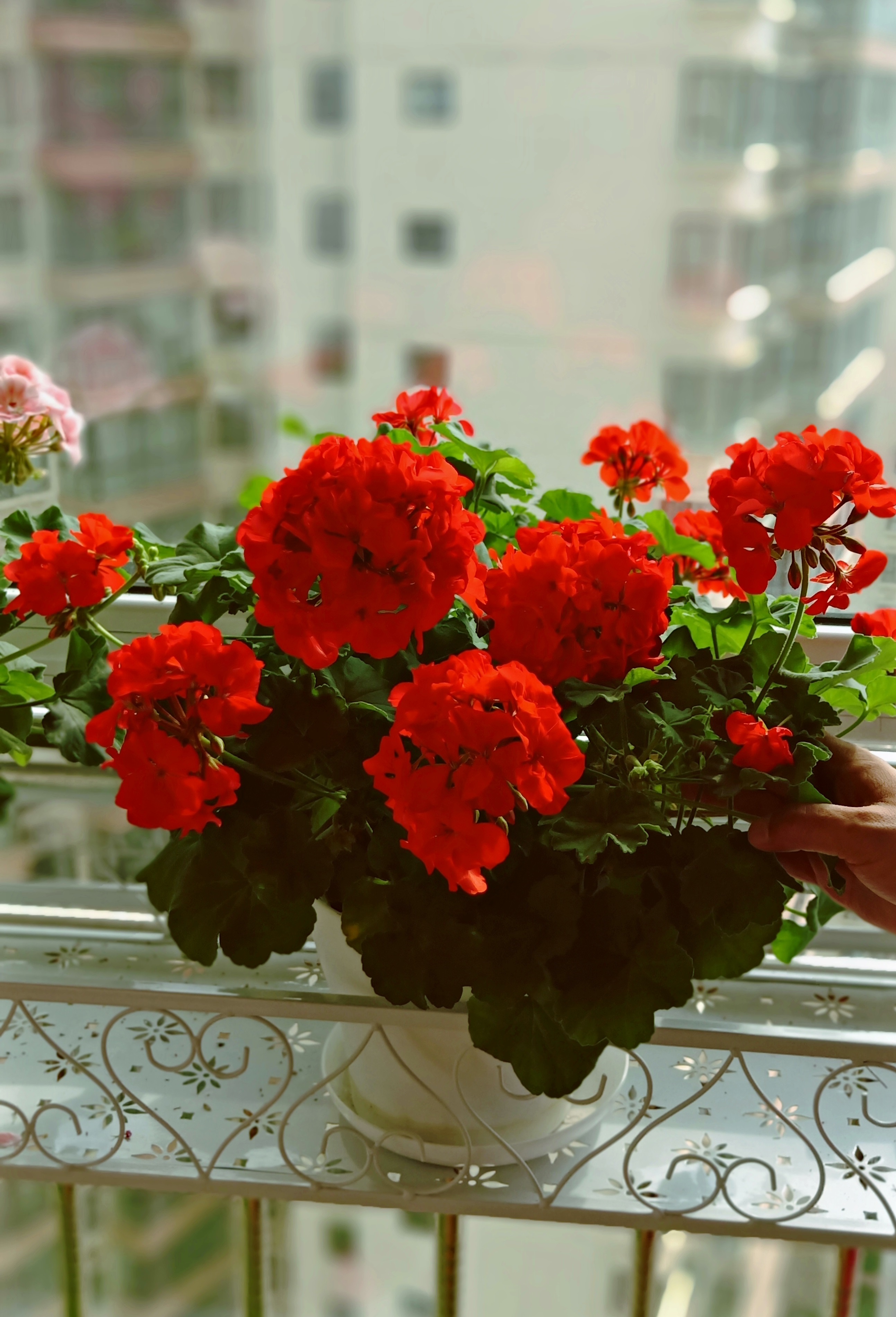 阳台养花,可以养盆"炫橙",红红火火,美丽又喜庆,养护也不难