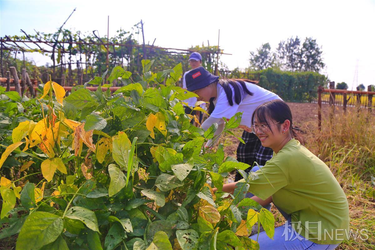 丰景独好!武汉这群大学生收获满满