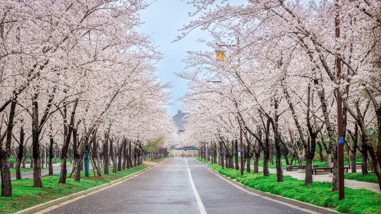 扬州鉴真路樱花大道图片