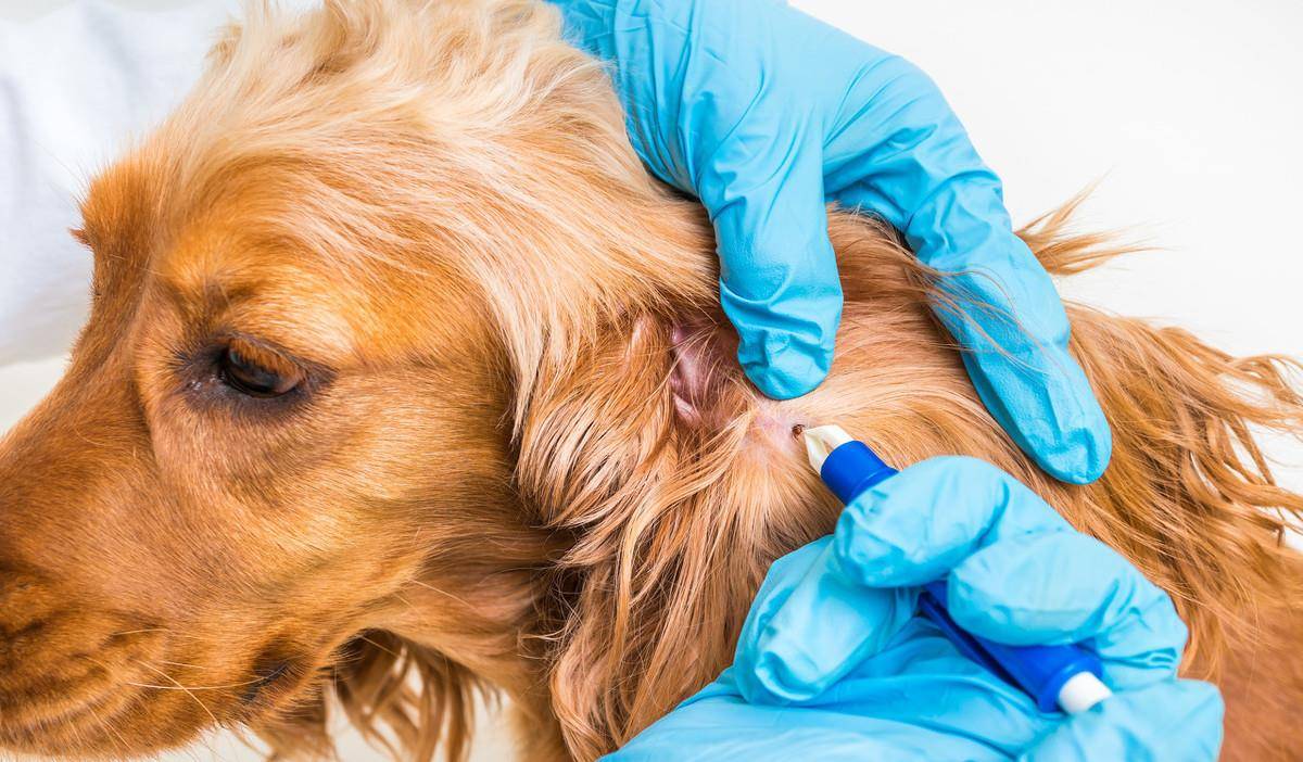 怎么去除狗狗身上的蝉虫?有什么简单的方法?