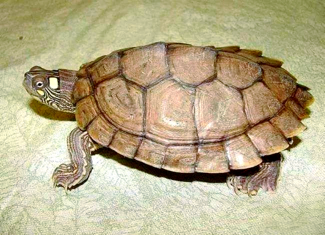 世界上众多凶猛的乌龟,棱皮海龟以锋利咬合力闻名