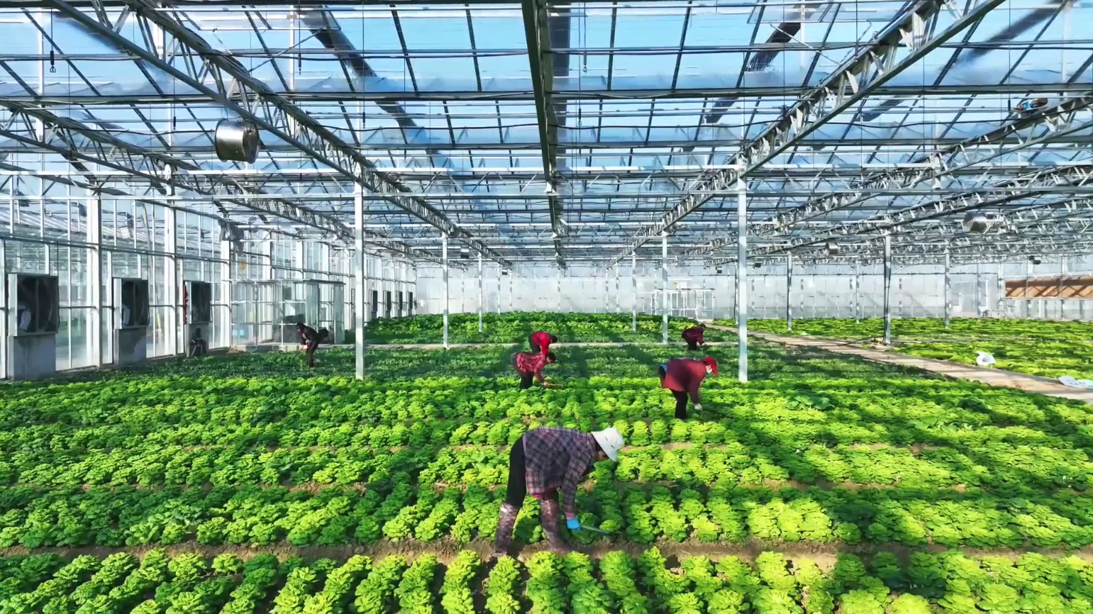 江苏洪泽:温室大棚助力产业兴旺农民就业