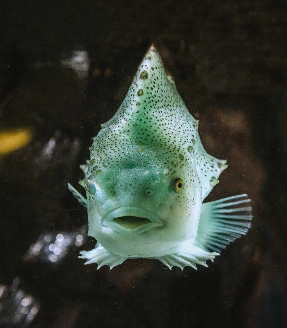 揭秘圆鳍鱼的神奇世界:从海洋清洁工到美味佳肴