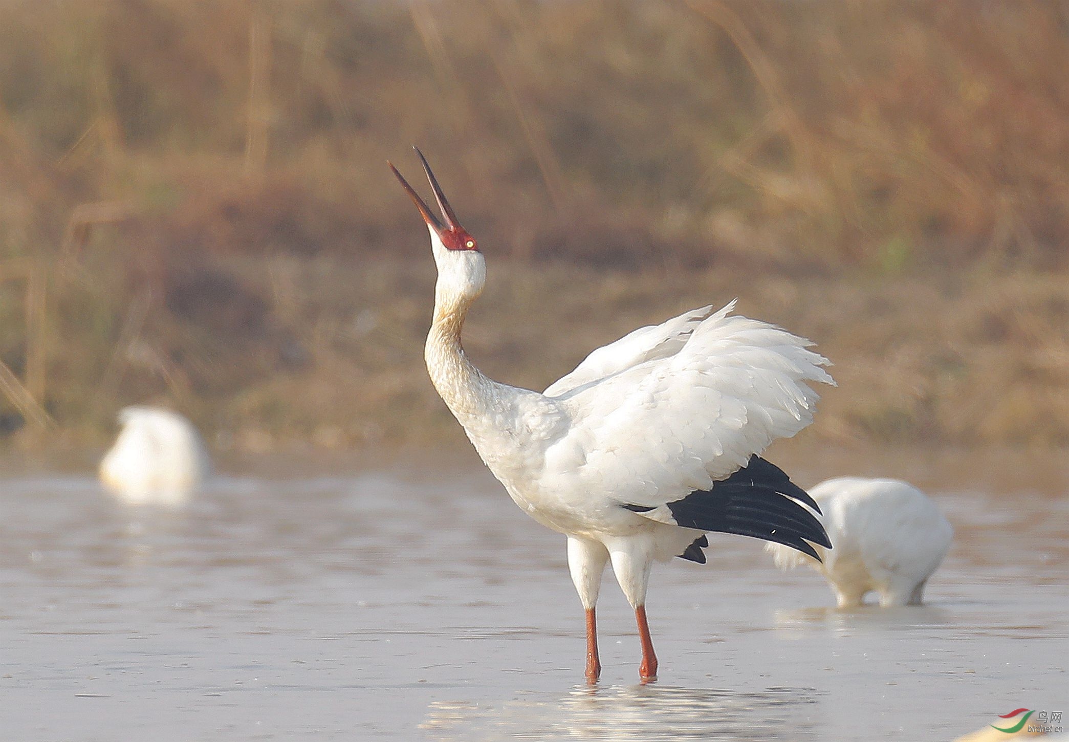 白色的鸟有哪些?