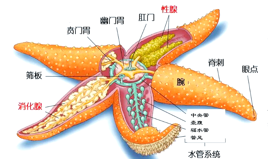 动物科普|探秘海星的多样特性与生存之道