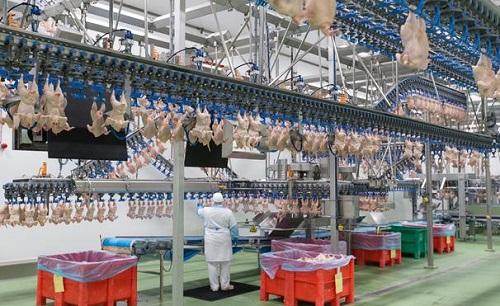 德媒:德国宣称新冠疫情受控但家禽屠宰场再爆集体感染 千人中66人中招