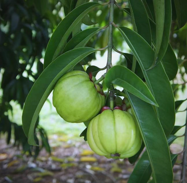 藤黄果:营养丰富的热带果实之选