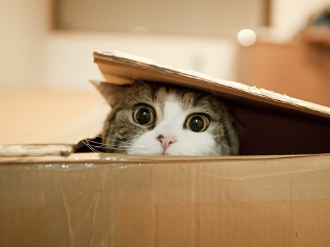猫咪喜欢盒子是什么原因?明白了以后,就知道怎么给猫咪选猫窝了