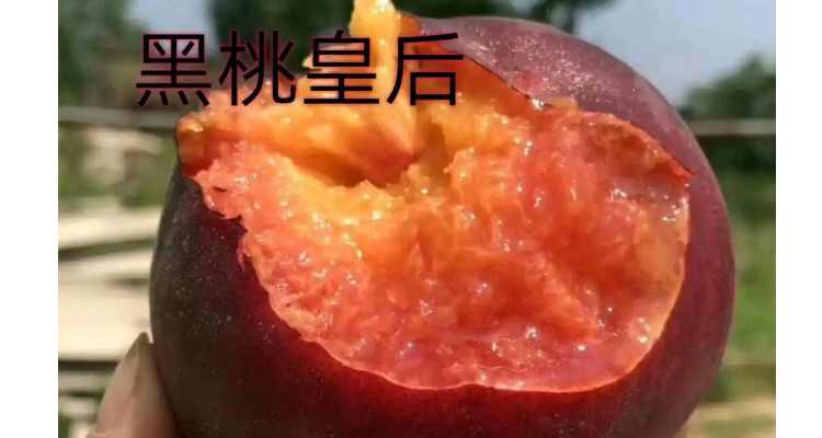 黑桃皇后桃树品种介绍