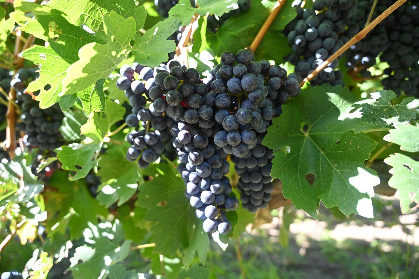 市州观察丨得荣布局高品质酿酒葡萄产业链