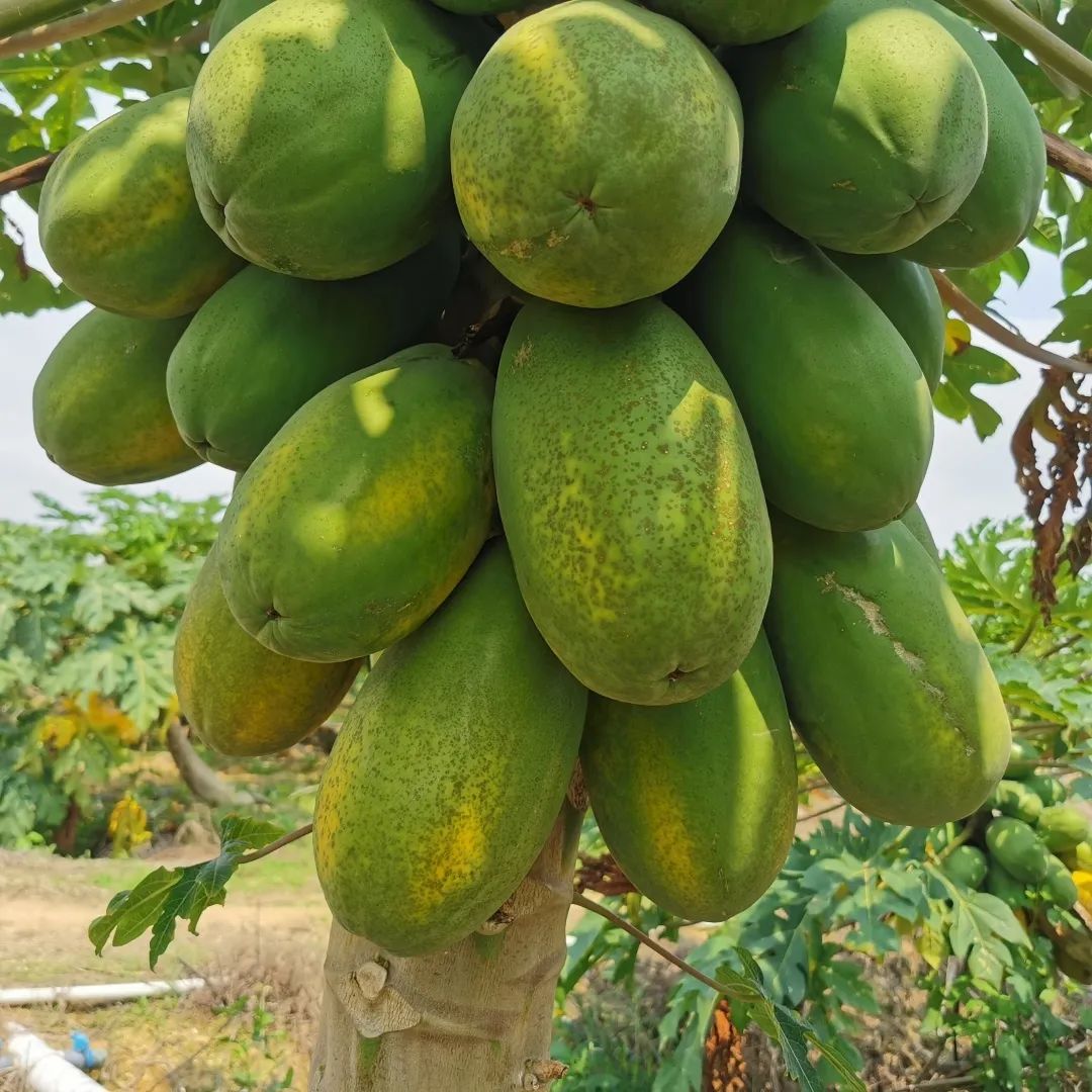 肉厚丝滑,香甜多汁的雷州冰糖心木瓜,一口沦陷越吃越美