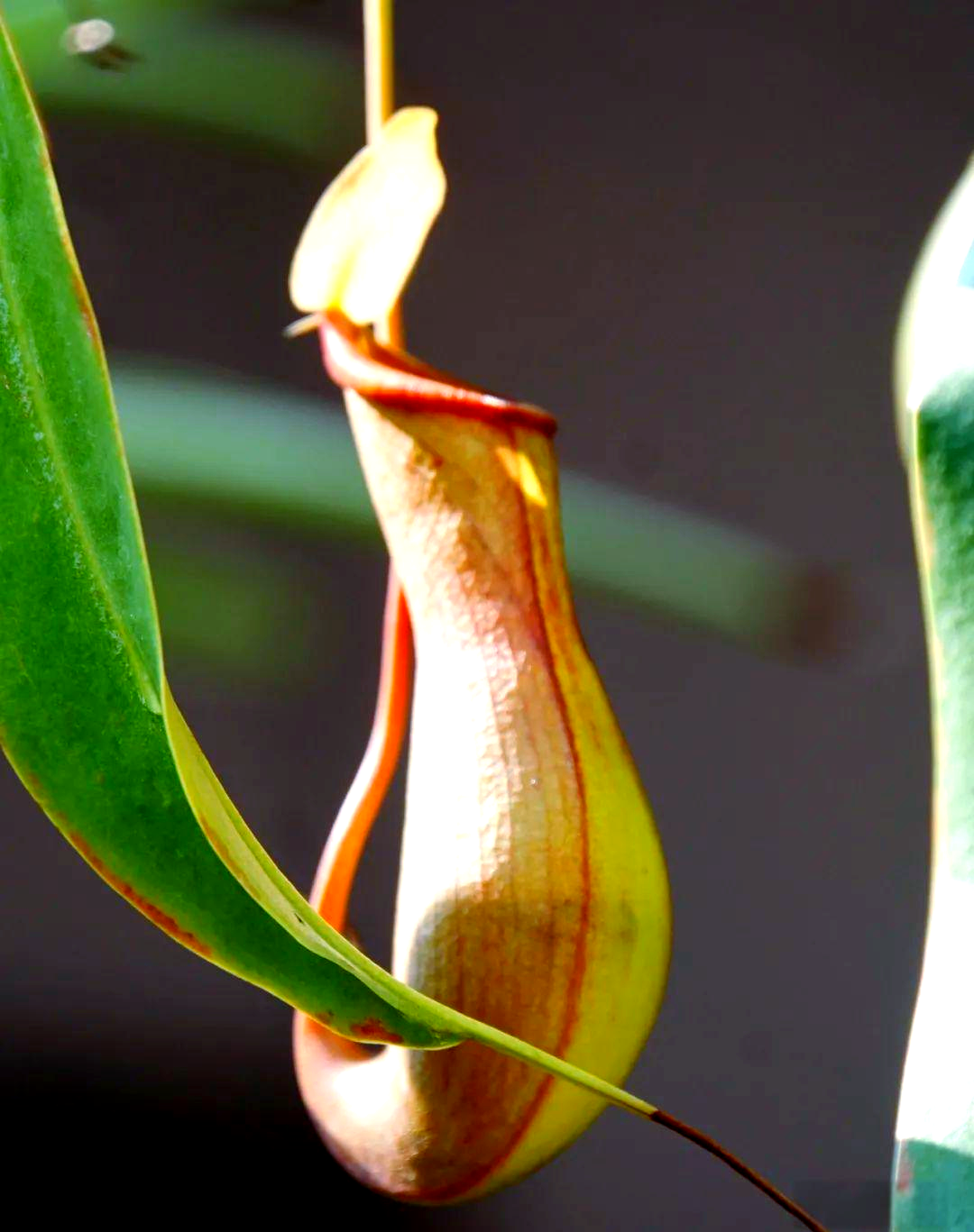 猪笼草:一种独特的热带食虫植物