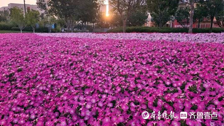 花團錦簇萬紫千紅,濟南cbd大花園盛夏盛開