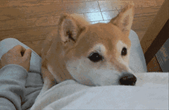 俗话说