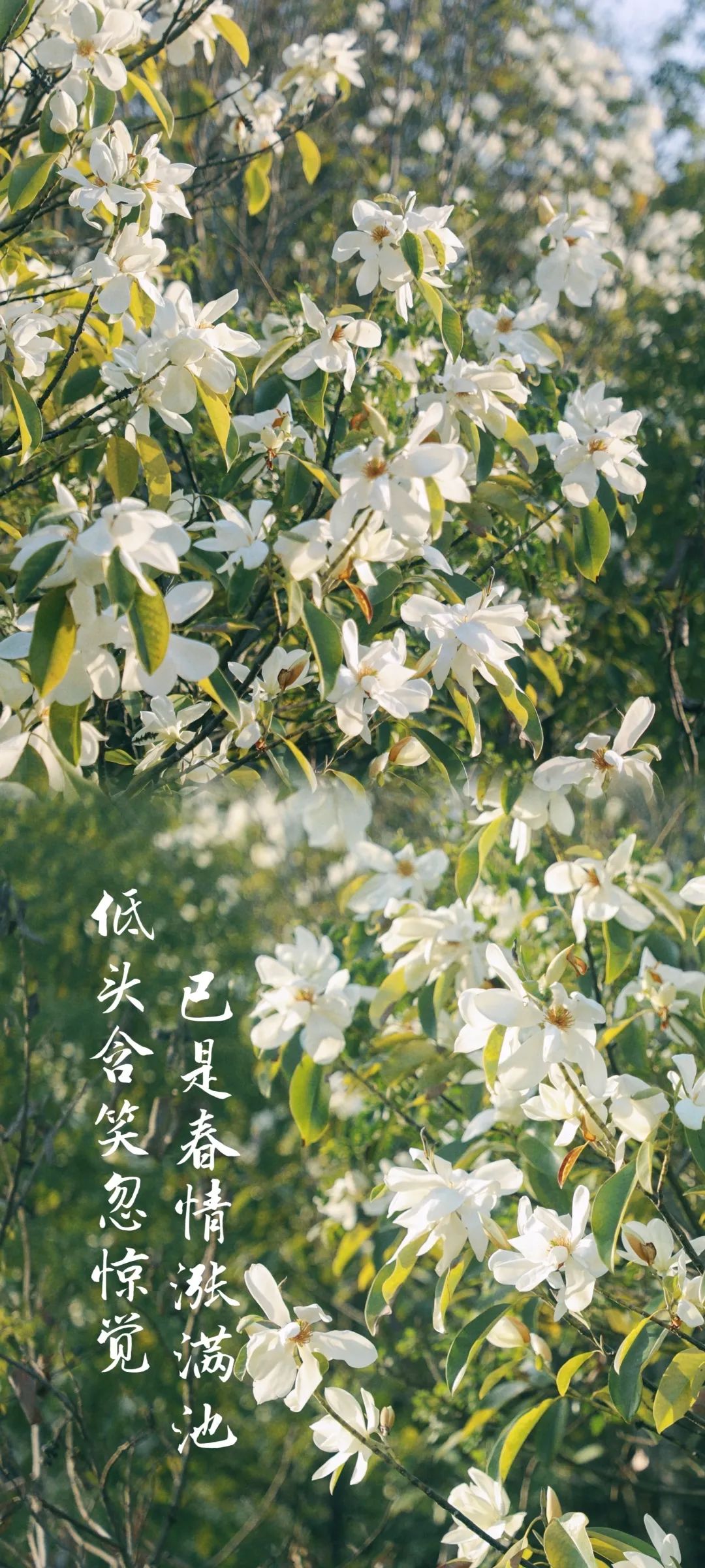 南昌大学的"花样年华"
