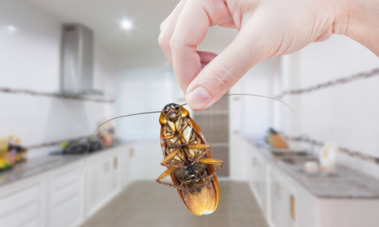 拍死一只蟑螂会引来其他的吗