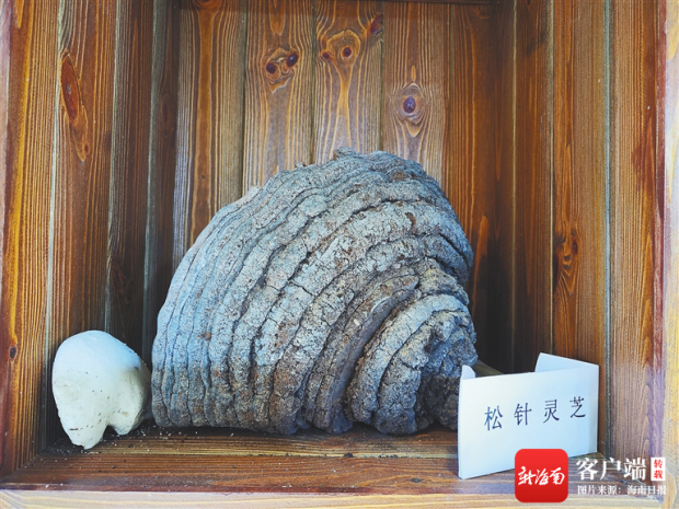 海南省中医院黎族医药门诊特聘专家钟捷东:让"无字黎医"走出深闺