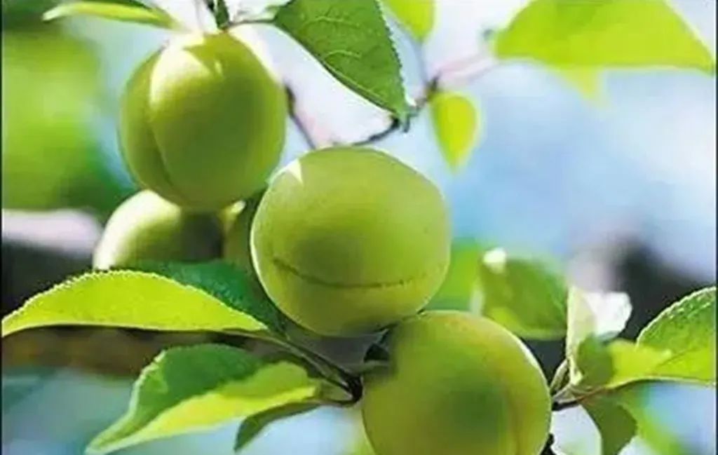 万木葱茏迎仲夏;千花烂漫灿端阳.《今日对联》第248期(余君君出句)