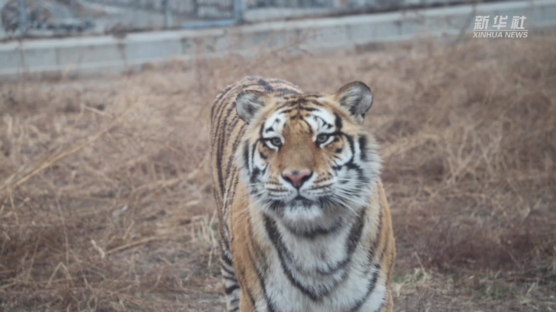 "放虎归山":东北虎种群保护在行动
