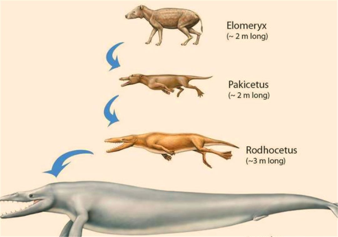 海豚进化过程图片大全图片