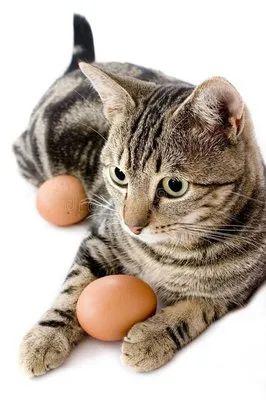 耐耐老师讲故事|《猫蛋》