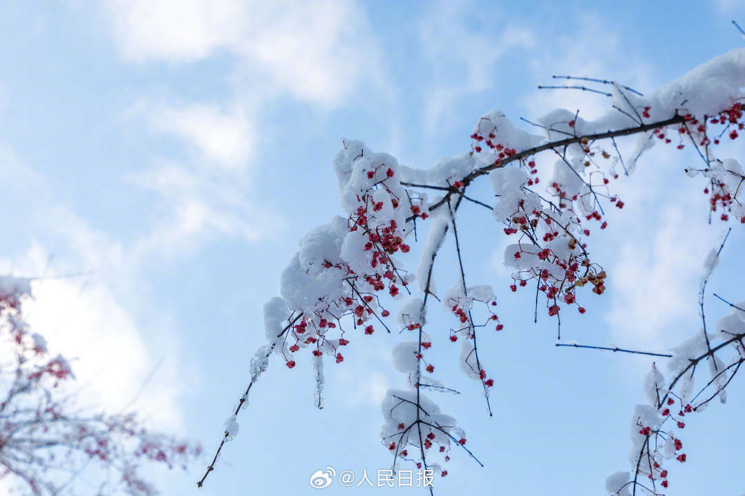 雪落枝头让冬日意境感拉满