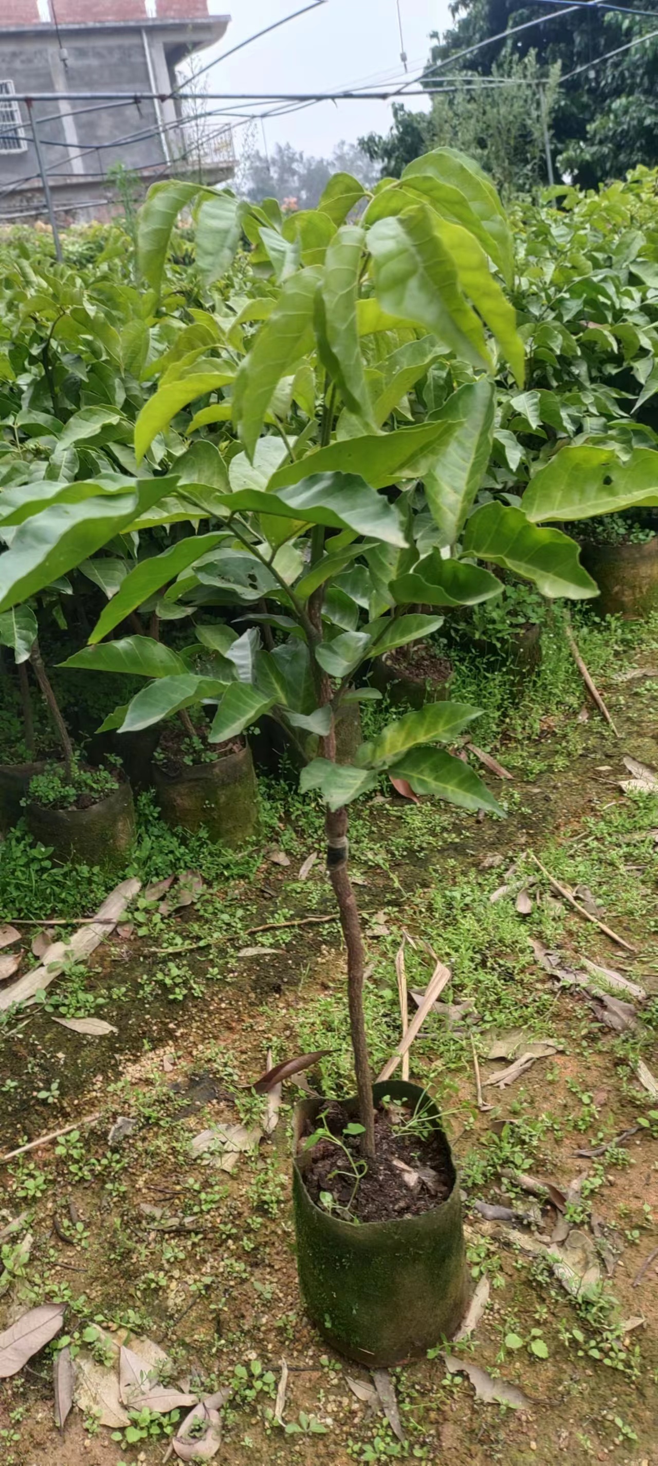 广西黄皮苗价格,如何选购