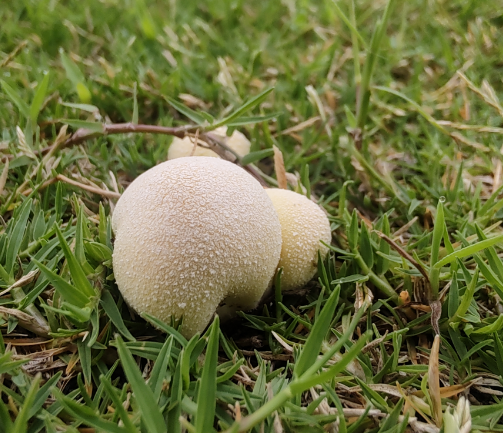 郭晓帆专栏|草坪上的野生菌(组诗)