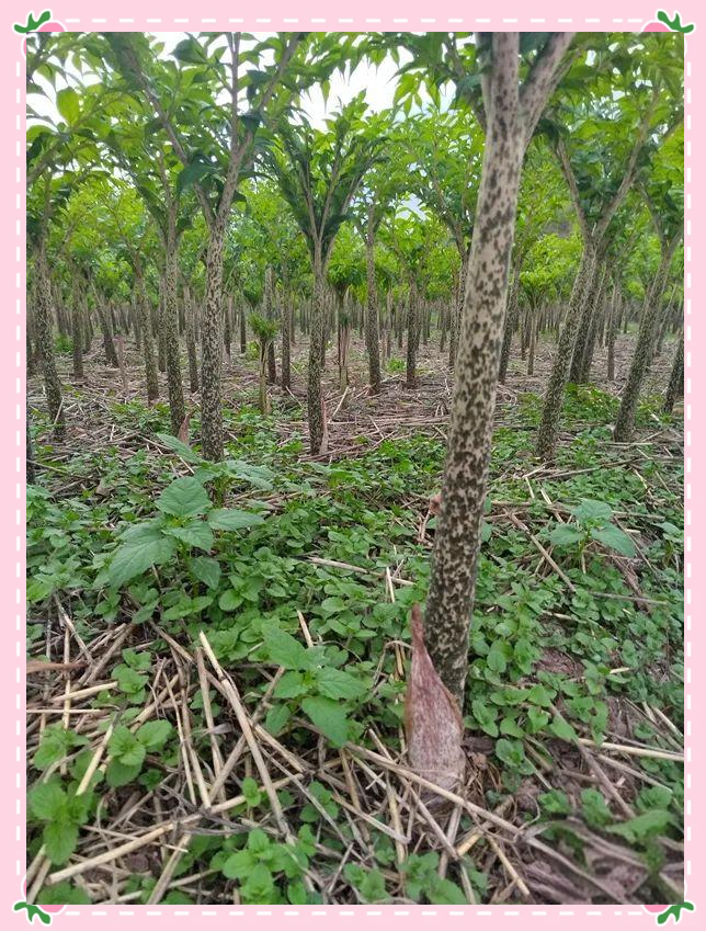 双柏县:魔芋产业助力乡村振兴,实现农民增收新动力