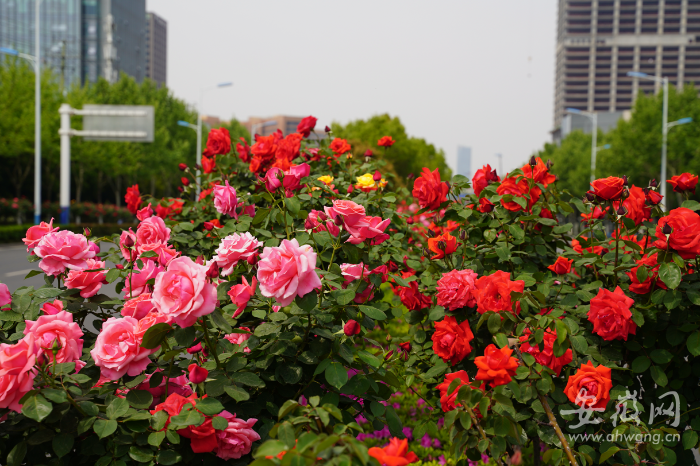 八千多株月季迎风绽放 合肥高新区望江西路"变身"花海长廊