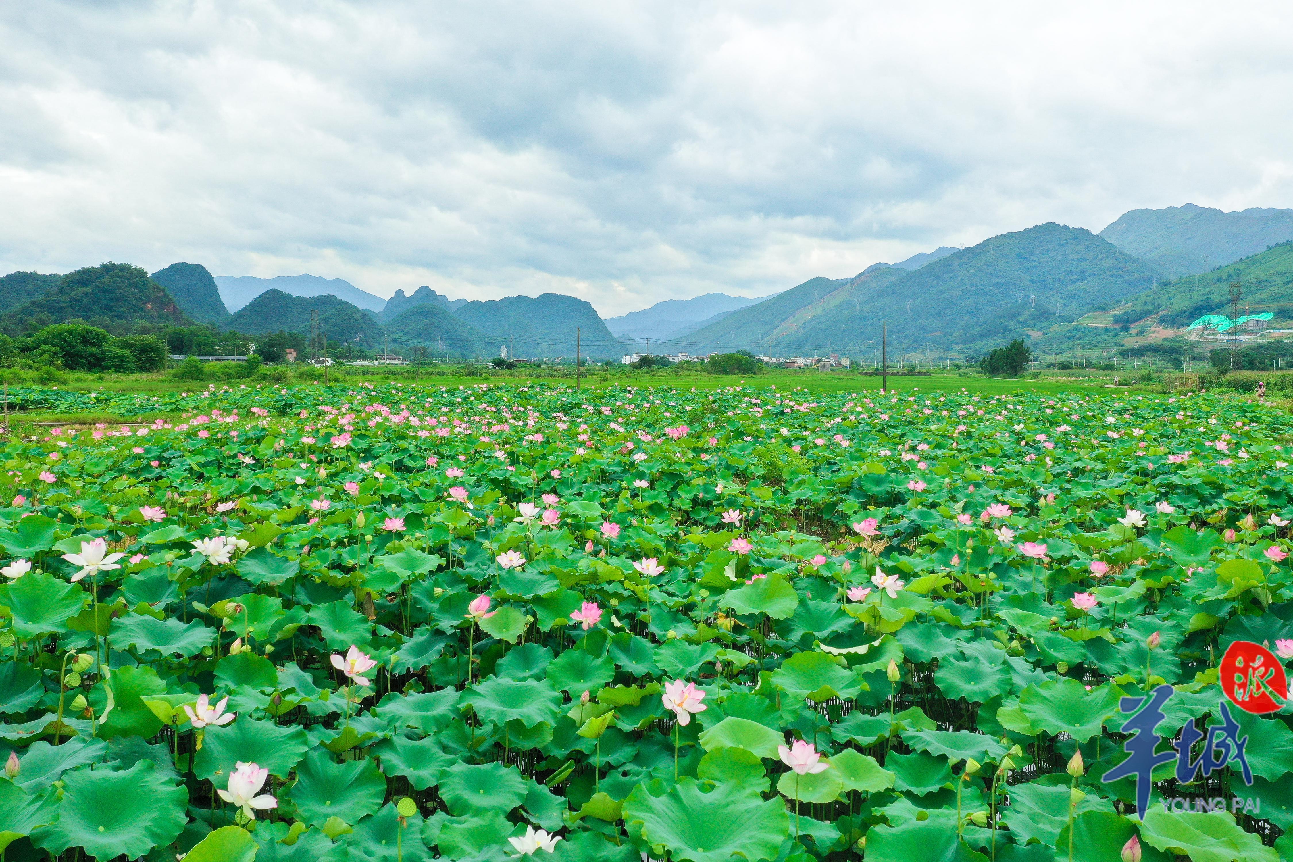 视频·大美岭南|清远连南:倏忽温风 步步生莲
